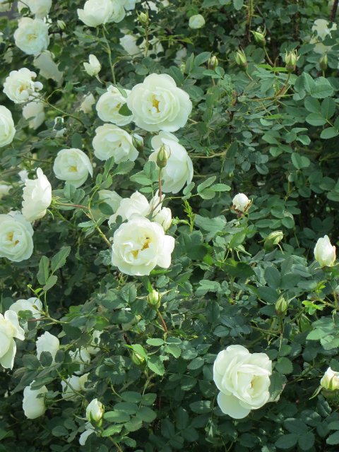 Новый образ для Клепы, Paola Reina (фото 9)