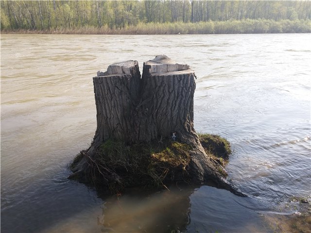 Поездка за подснежниками. Или просто Корппи | Бэйбики Поездка за подснежниками. Или просто Корппи