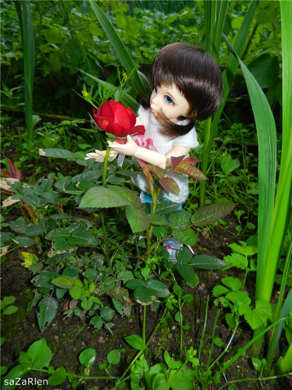 Варвара путешевственница (Литтлфи Анте) (фото 10)