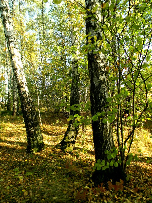 В сентябре пришло к нам лето! Мальва Zwergnase, мой рыжий эльфик (фото 10)