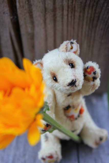 Летний карманный мишка тедди (фото 3)