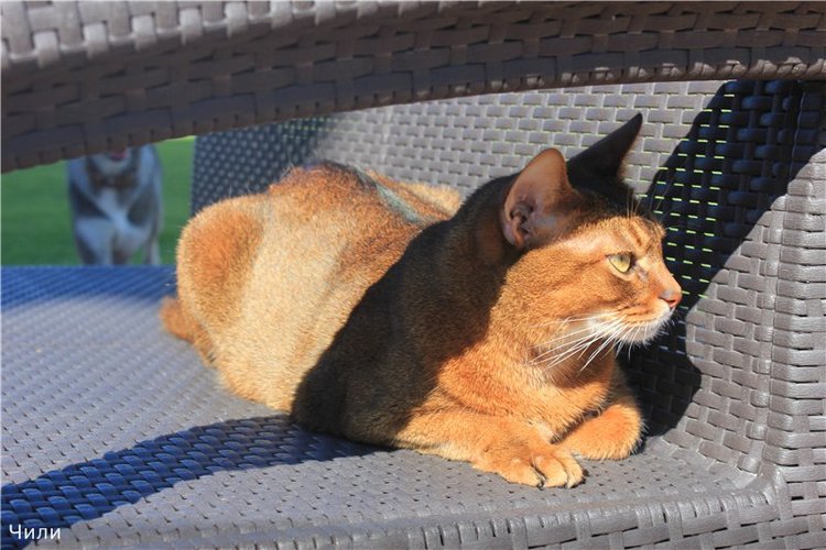 Девчачьи посиделки. куклы Masterpiece