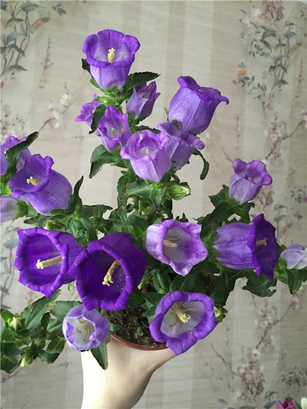 Маленькое торжество — Болталка и разговоры обо всем: жизнь