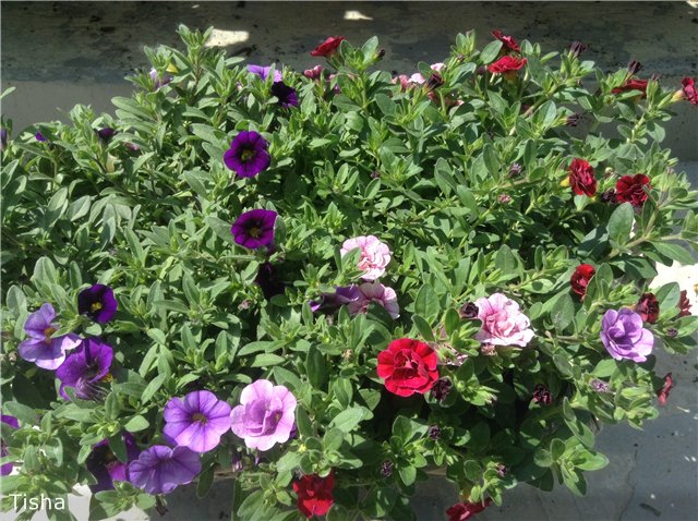 Малышки Sarah Key — Другие мини