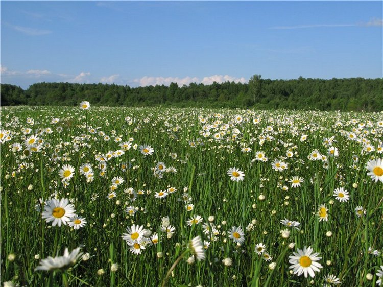 46-ой Пушкинский праздник поэзии в Берново. Часть вторая (фото 3)