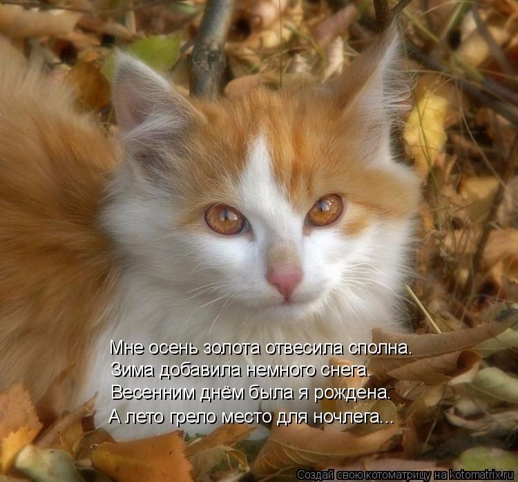 Субботний позитив! Фотографии с осенними животными! Осенняя котоматрица | Бэйбики Субботний позитив! Фотографии с осенними животными! Осенняя котоматрица (фото 4)