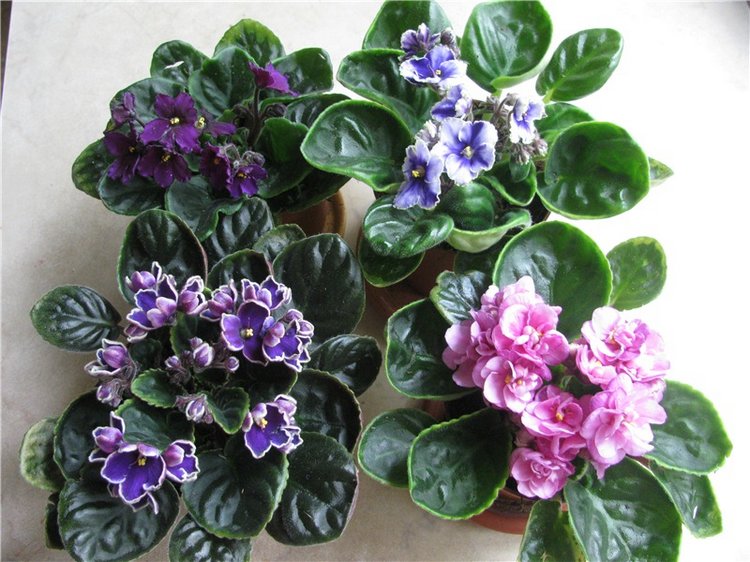 Моя Адора Фиалка — Куклы Adora (Адора): коллекционные виниловые (фото 9)