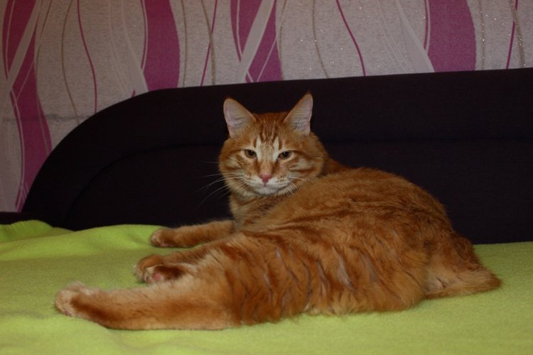 Сказочная девочка Алиса Classic Charm Lee Middleton doll