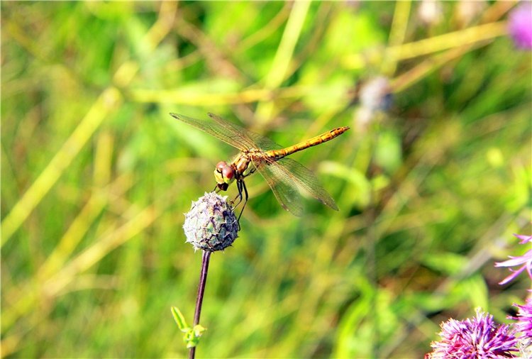 Просто Соня. Уникальные куклы от Сильвии Наттерер | Бэйбики Просто Соня. Уникальные куклы от Сильвии Наттерер