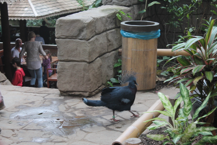 По Германии: зоопарк Лейпцига, часть 2