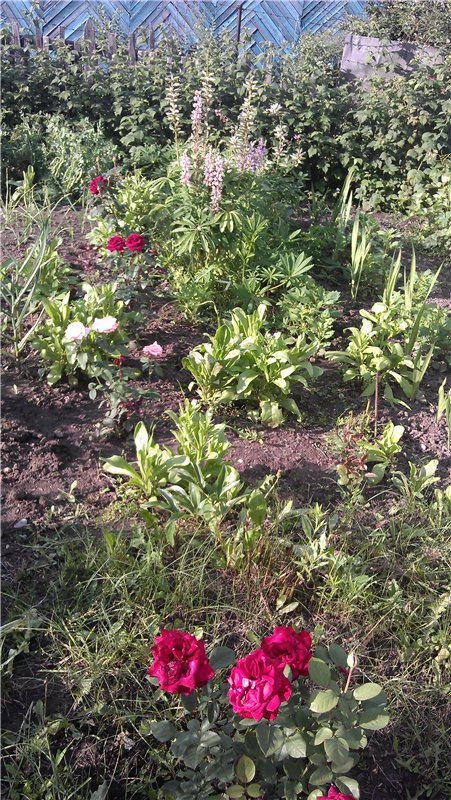 Немного лета в холода — Куклы Dollzone (Доллзон): BJD (БЖД) (фото 5)