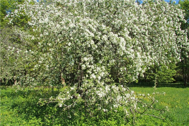 Субботний вояж. Третья часть | Бэйбики Субботний вояж. Третья часть