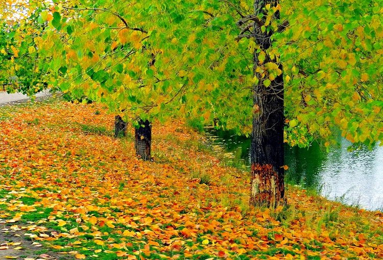 Красотка-осень — Болталка и разговоры обо всем: жизнь