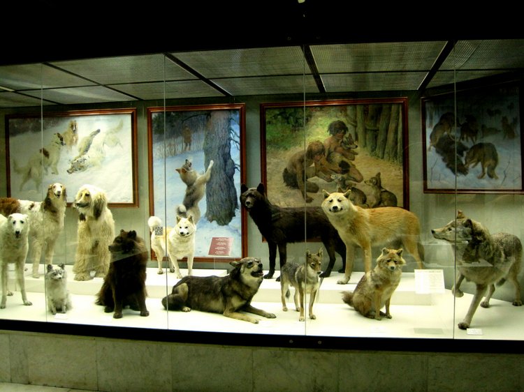 День в музее. Анжела в Государственном Дарвиновском музее