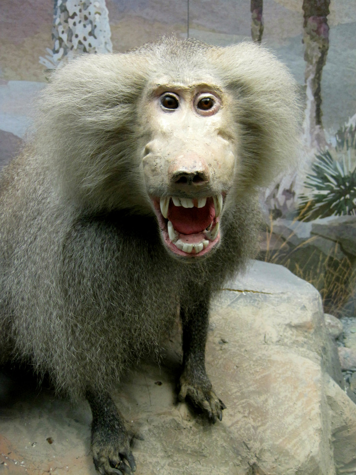 День в музее. Анжела в Государственном Дарвиновском музее