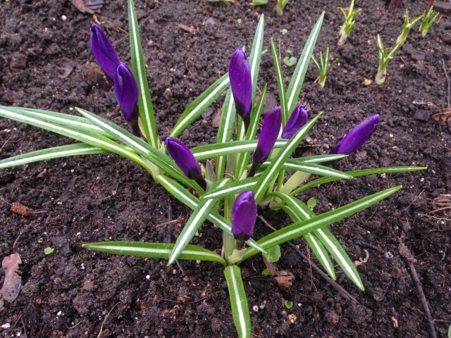 Фотосессия куклы ГДР Косолапки в Аптекарском огороде