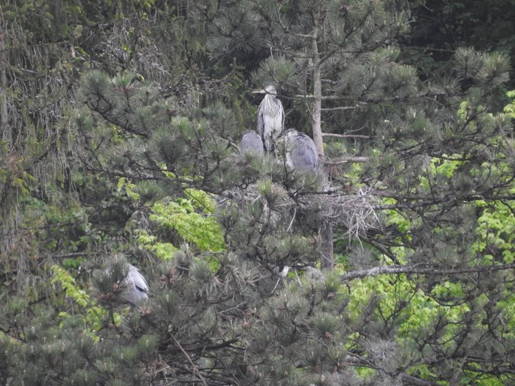 Любителям птиц. Серая цапля Словении