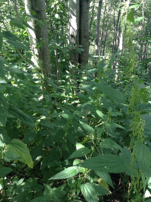 "Есть на Москве места такие..." ч.2. Тайны Коломенского оврага (фото 10)