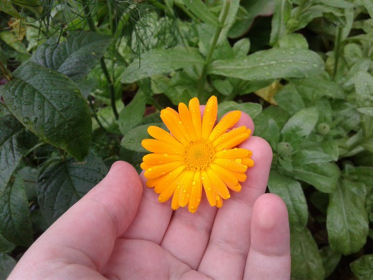 Псков: из лета в лето. Прогулки по городу и куклы