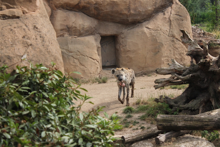 По Германии: зоопарк Лейпцига, часть 3