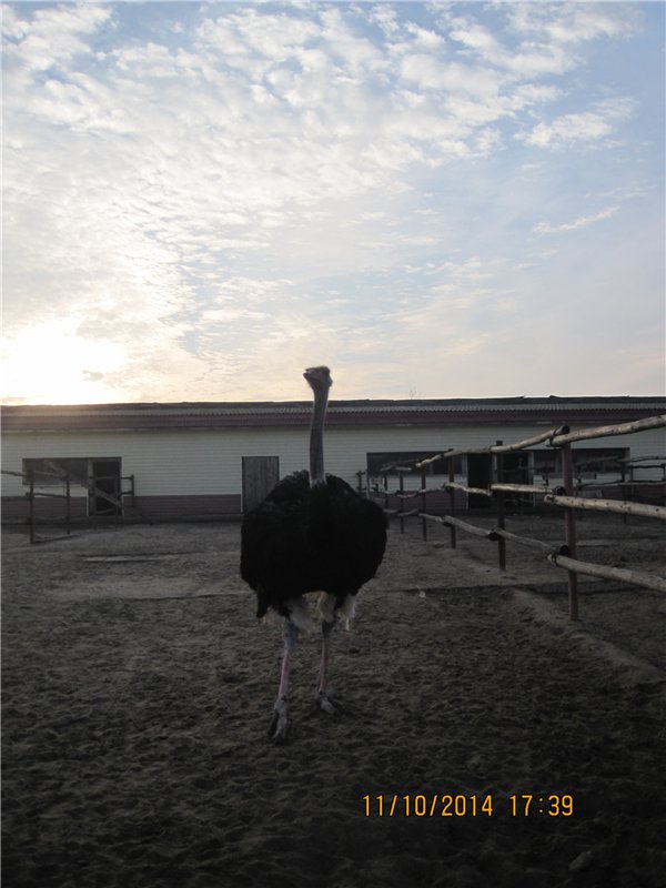 Дружок — Интересные игрушки и фигурки (разное): редкие (фото 8)