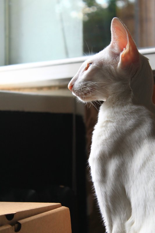 Dolche Evol De Melodica — Авторские работы в частных коллекциях: домашние фото кукол и игрушек