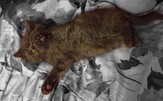 Серый кот. Вихтели Schildkroet (фото 7)