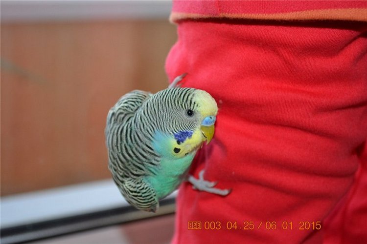 Новогодние всячины) или подарочки от "дед мороза")) | Бэйбики Новогодние всячины) или подарочки от "дед мороза"))