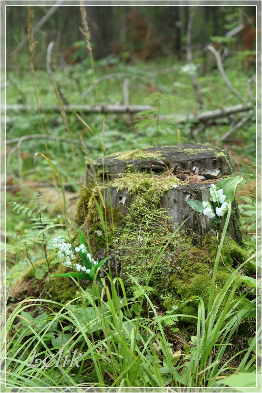 12 месяцев, или как Тамира за подснежниками ходила )