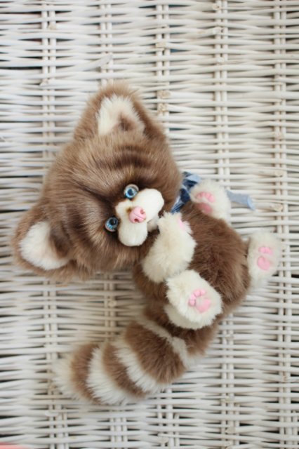 Голубоглазый котик-обормотик Мишка