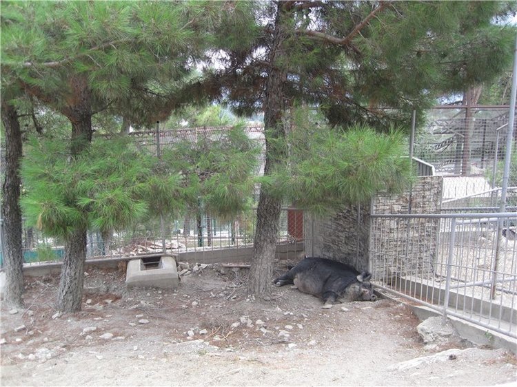 Галчонок и лето. Винтажна куколка СССР Галя