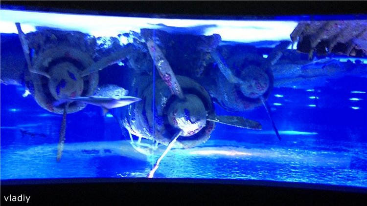 Как Стеша в Океанариум ездила (фото 10)