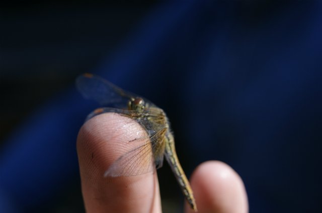 Как Лиу и Клодин за грибами ездили