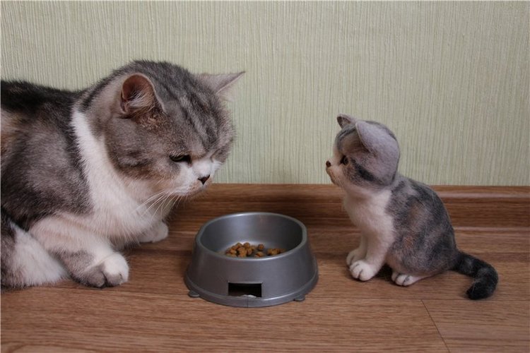 Котик Дени. Авторская игрушка Анны Ястрежембовской