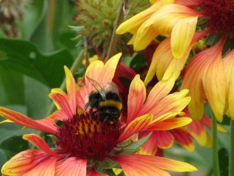 Комбинезон из куска льняной ткани для Хелены (фото 10)