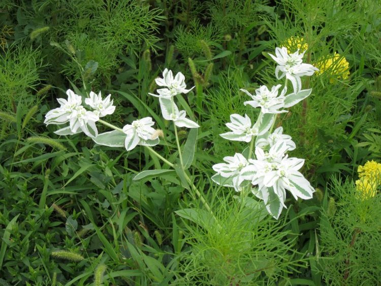 Комбинезон из куска льняной ткани для Хелены