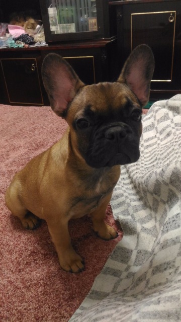 В эмоциях о прошедшей выставке в Москве. Искусство куклы 2016