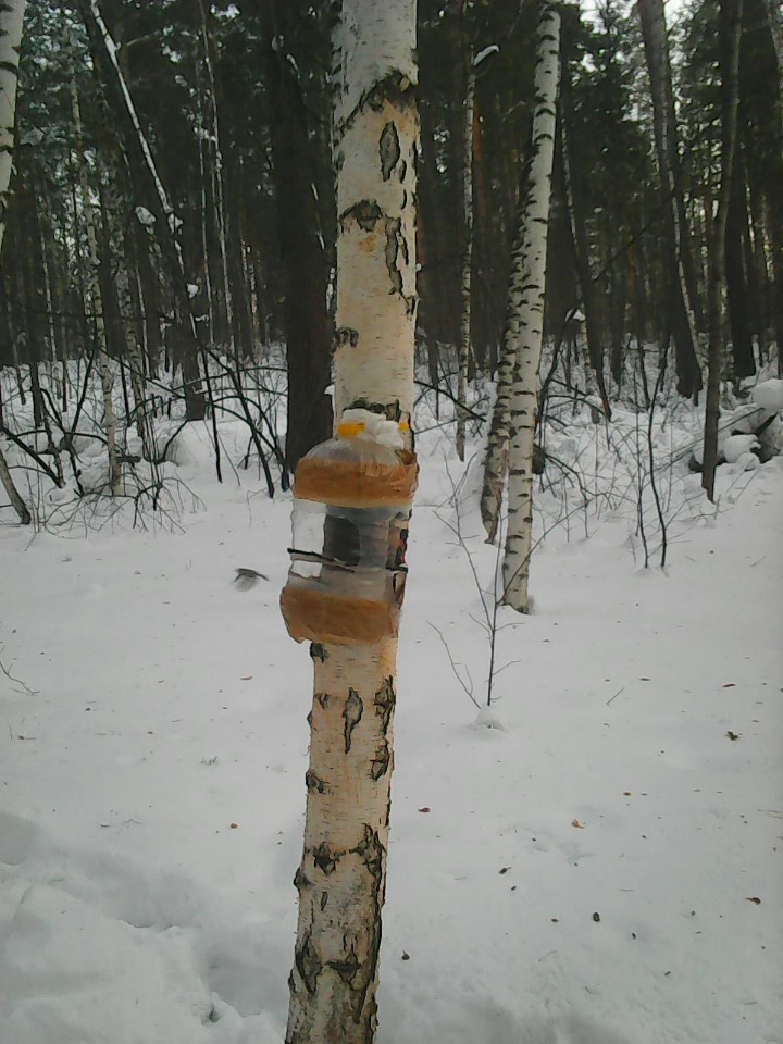 Интересное наблюдение за птицами у кормушки