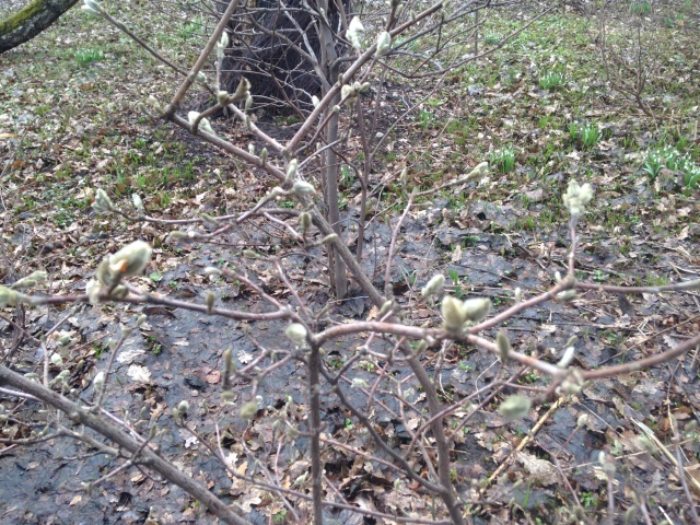 Фотосессия куклы ГДР Косолапки в Аптекарском огороде
