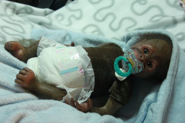 Бонька, обезьянка реборн Элины Кудрявцевой