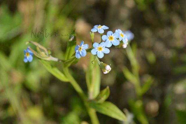 Вихтели в Тарусе. Леон и Кристель от Schildkroet
