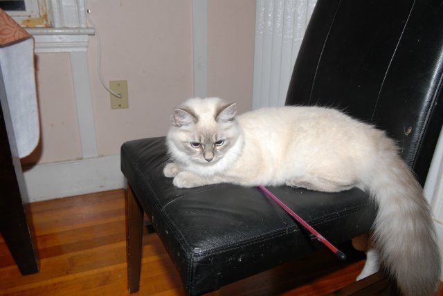 Мне березка нравится - ведь обе мы красавицы! Листья тихо шелестят, меж собою говорят