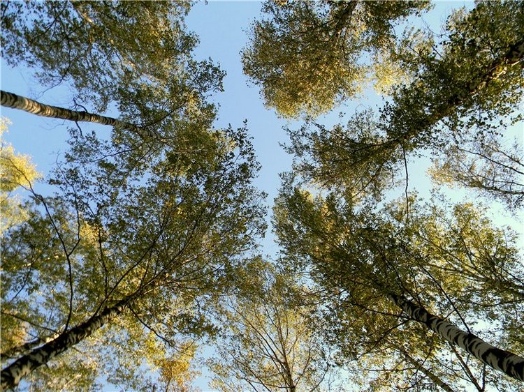 В сентябре пришло к нам лето! Мальва Zwergnase, мой рыжий эльфик