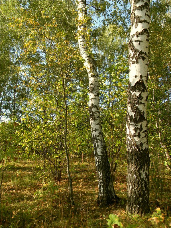 В сентябре пришло к нам лето! Мальва Zwergnase, мой рыжий эльфик