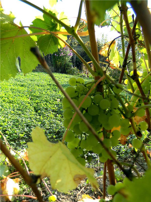 В сентябре пришло к нам лето! Мальва Zwergnase, мой рыжий эльфик