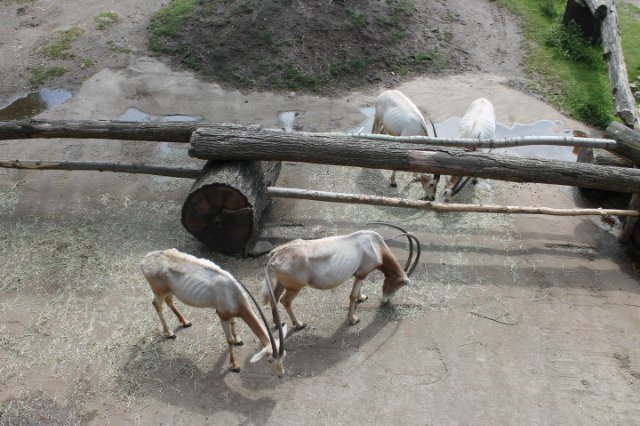 Сказка о Мишеле, BJD часть 2