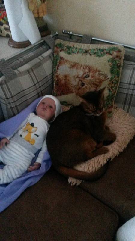 Наше участие в конкурсе Кукла и питомец | Бэйбики Наше участие в конкурсе Кукла и питомец (фото 9)