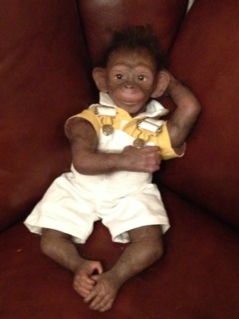 Гога, он же Гоша,он же Гора, он же Жора, здесь проживает? кукла реборн Элины Кудрявцевой