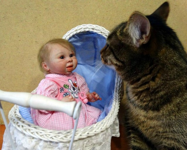 Моего кота не волнуют конкурсы, он просто любит фотографироваться