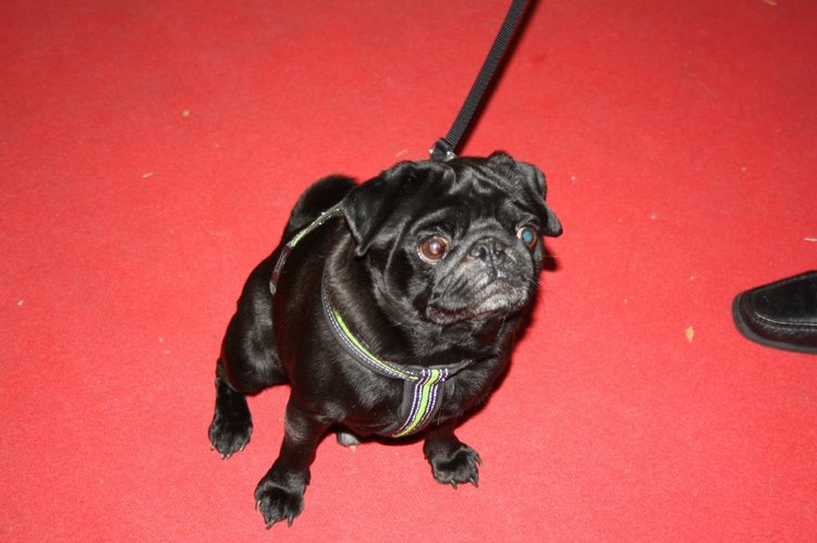 Выставка кукол, мишек тедди, кукольных домиков и миниатюры в Нидерландах. Заключение